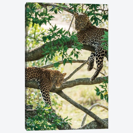 Two Masai Mara Leopards Resting In A Tree Canvas Print #FSM99} by Floris Smeets Canvas Wall Art