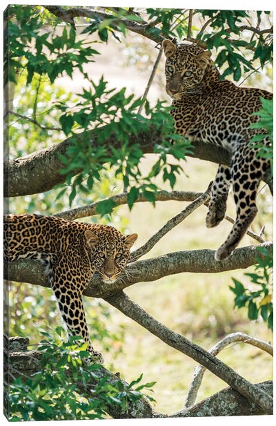 Two Masai Mara Leopards Resting In A Tree Canvas Art Print - Leopard Art