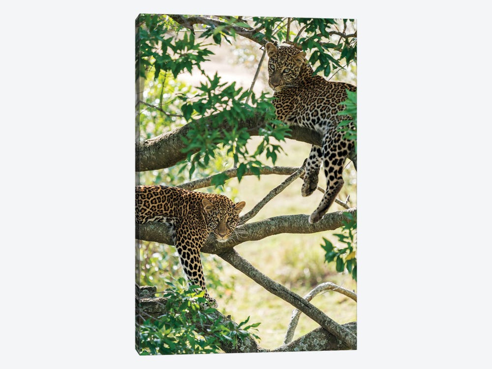 Two Masai Mara Leopards Resting In A Tree by Floris Smeets 1-piece Canvas Art Print