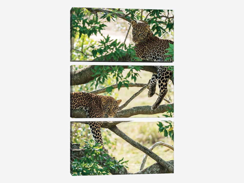 Two Masai Mara Leopards Resting In A Tree by Floris Smeets 3-piece Art Print