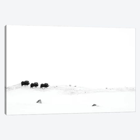 The Three Muskoxteers Canvas Print #FSM9} by Floris Smeets Canvas Print