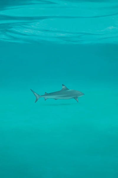 Sharks: Weight Of Desire by Faisal Warsani