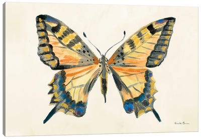 Butterfly Study II Canvas Art Print - Farida Zaman