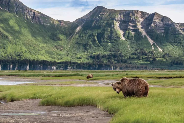 USA, Alaska, Katmai National Park, Hallo Bay. Coastal Brown Bear I by Frank Zurey wall art