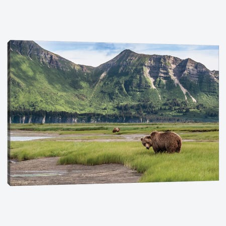 USA, Alaska, Katmai National Park, Hallo Bay. Coastal Brown Bear I Canvas Print #FZU1} by Frank Zurey Canvas Art Print