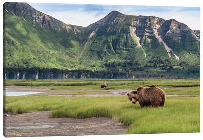 USA, Alaska, Katmai National Park, Hallo Bay. Coastal Brown Bear I Canvas Art Print