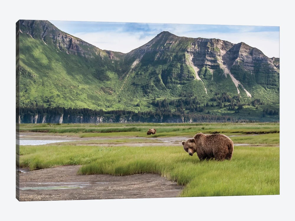 USA, Alaska, Katmai National Park, Hallo Bay. Coastal Brown Bear I by Frank Zurey 1-piece Canvas Artwork