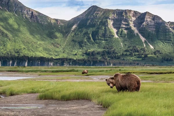 Alaska: USA, Alaska, Katmai National Park, Hallo Bay. Coastal Brown Bear I by Frank Zurey