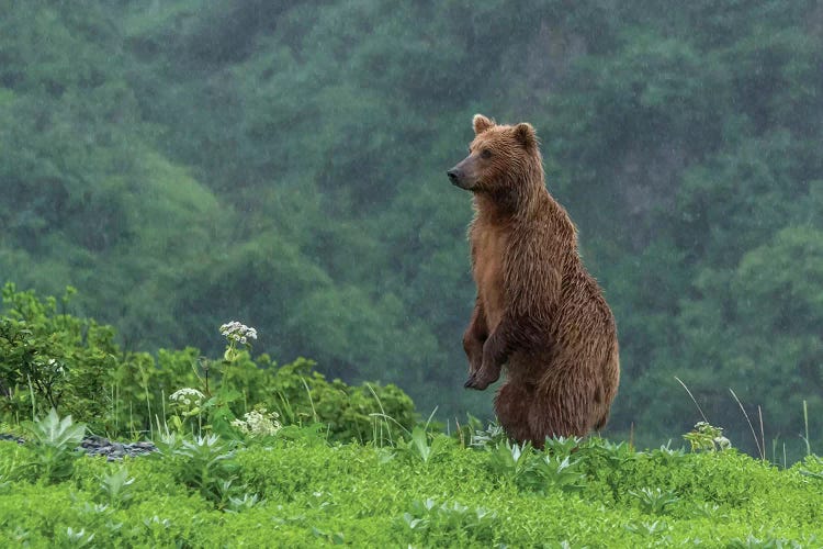 USA, Alaska, Katmai National Park, Hallo Bay. Coastal Brown Bear II by Frank Zurey wall art