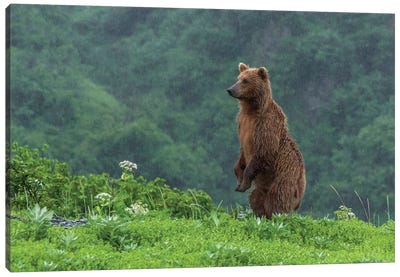 USA, Alaska, Katmai National Park, Hallo Bay. Coastal Brown Bear II Canvas Art Print