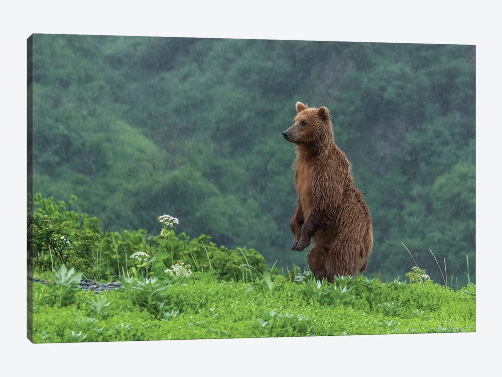 USA, Alaska, Katmai National Park, Hallo Bay. Coastal Brown Bear II by Frank Zurey 1-piece Art Print