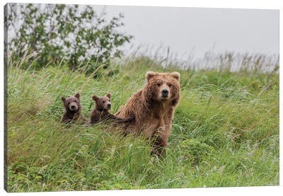 USA, Alaska, Katmai National Park, Hallo Bay. Coastal Brown Bear with twins II Canvas Art Print