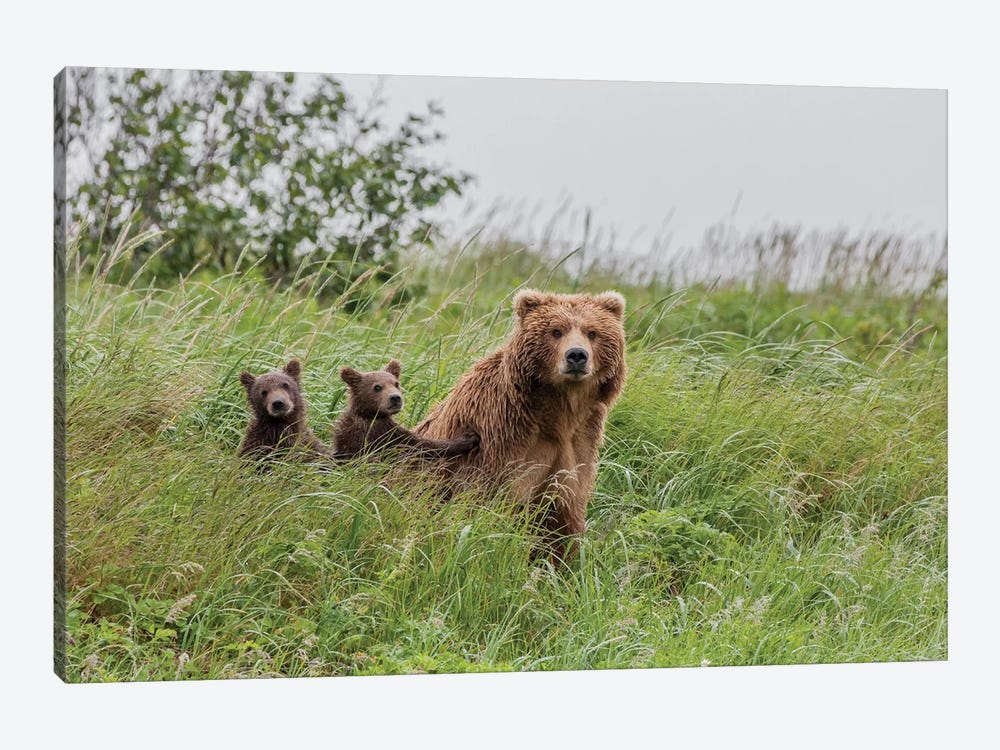 USA, Alaska, Katmai National Park, Hallo Bay. Coastal Brown Bear with twins II by Frank Zurey 1-piece Canvas Print