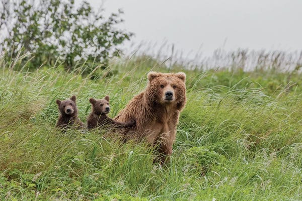Alaska: USA, Alaska, Katmai National Park, Hallo Bay. Coastal Brown Bear with twins II by Frank Zurey