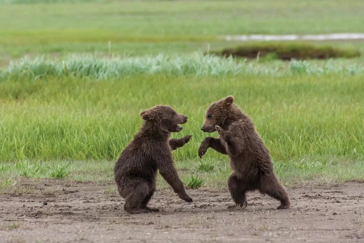 USA, Alaska, Katmai National Park, Hallo Bay. Coastal Brown twins playing