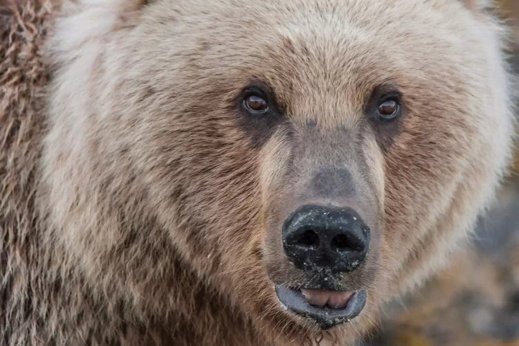 USA, Alaska, Katmai National Park, Kukak Bay. Coastal Brown Bear portrait by Frank Zurey wall art