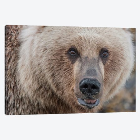 USA, Alaska, Katmai National Park, Kukak Bay. Coastal Brown Bear portrait Canvas Print #FZU6} by Frank Zurey Canvas Art