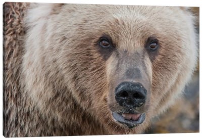 USA, Alaska, Katmai National Park, Kukak Bay. Coastal Brown Bear portrait Canvas Art Print