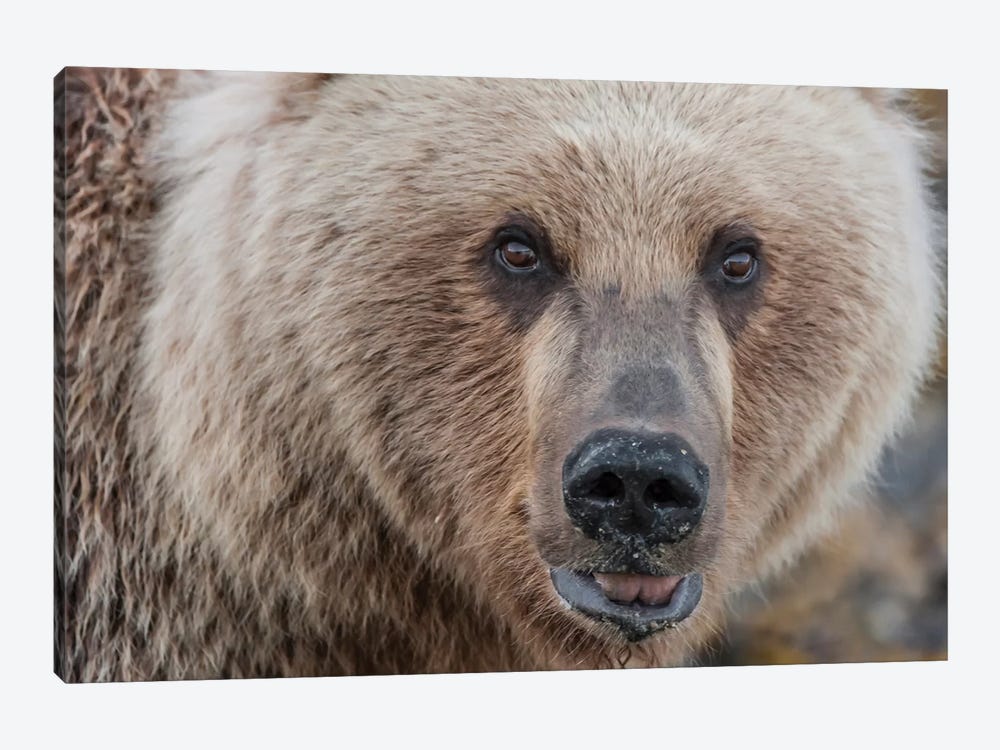USA, Alaska, Katmai National Park, Kukak Bay. Coastal Brown Bear portrait by Frank Zurey 1-piece Canvas Print
