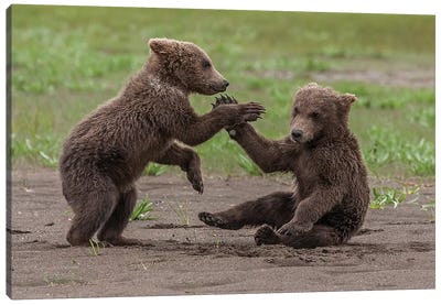 Twin Grizzly Bear Cubs Playing And Wrestling, Katmai National Park & Preserve, Alaska Canvas Art Print - Grizzly Bear Art