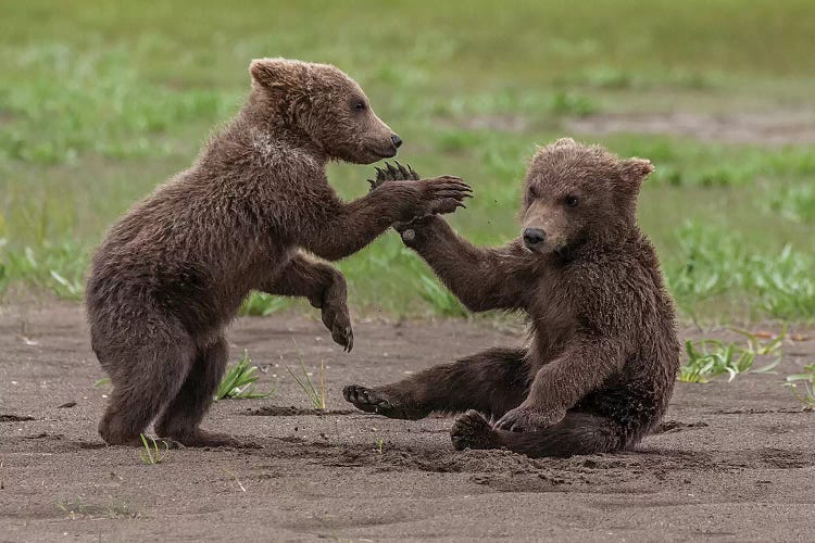 Twin Grizzly Bear Cubs Playing And Wrestling, Katmai National Park & Preserve, Alaska