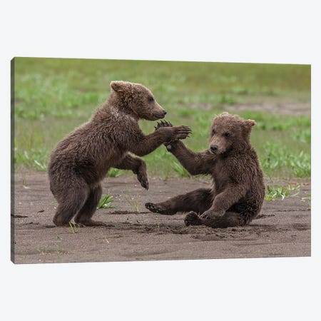 Twin Grizzly Bear Cubs Playing And Wrestling, Katmai National Park & Preserve, Alaska Canvas Print #FZU9} by Frank Zurey Canvas Print