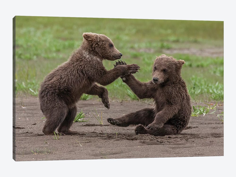 Twin Grizzly Bear Cubs Playing And Wrestling, Katmai National Park & Preserve, Alaska by Frank Zurey 1-piece Canvas Wall Art