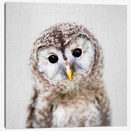 Baby Owl Canvas Print #GAD10} by Gal Design Canvas Print