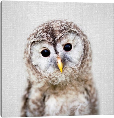 Baby Owl Canvas Art Print - Baby Animal Art