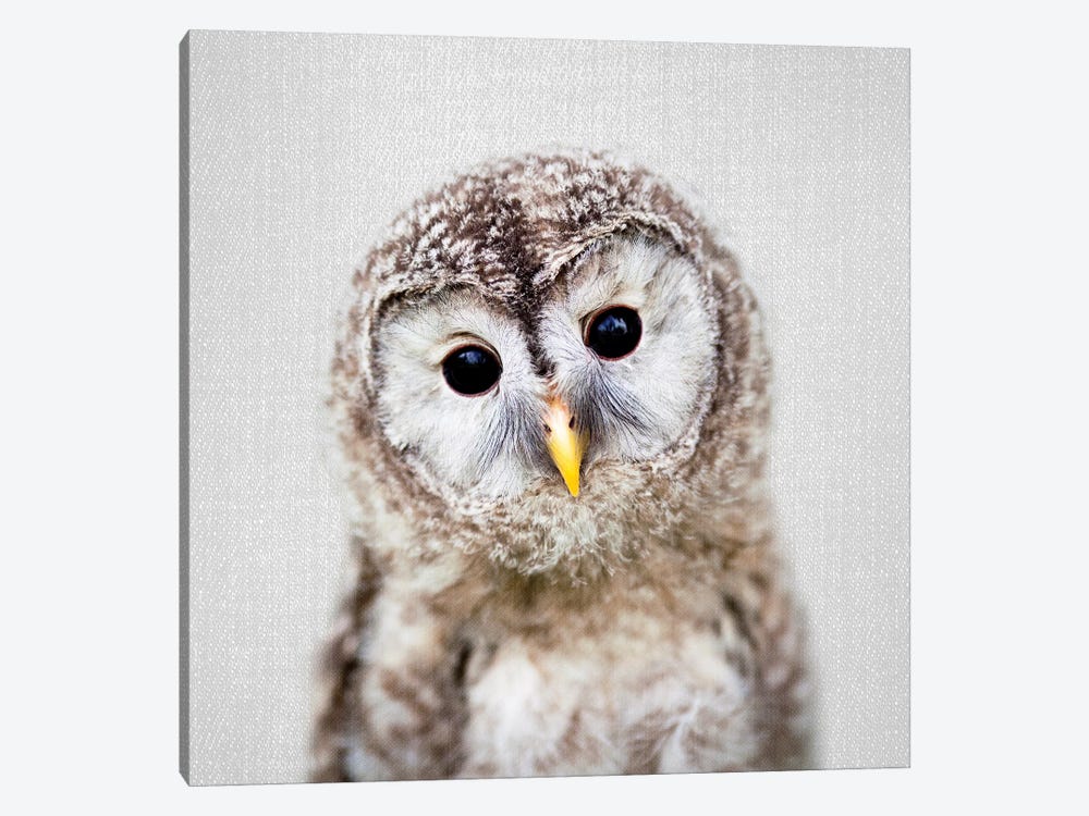 Baby Owl by Gal Design 1-piece Art Print