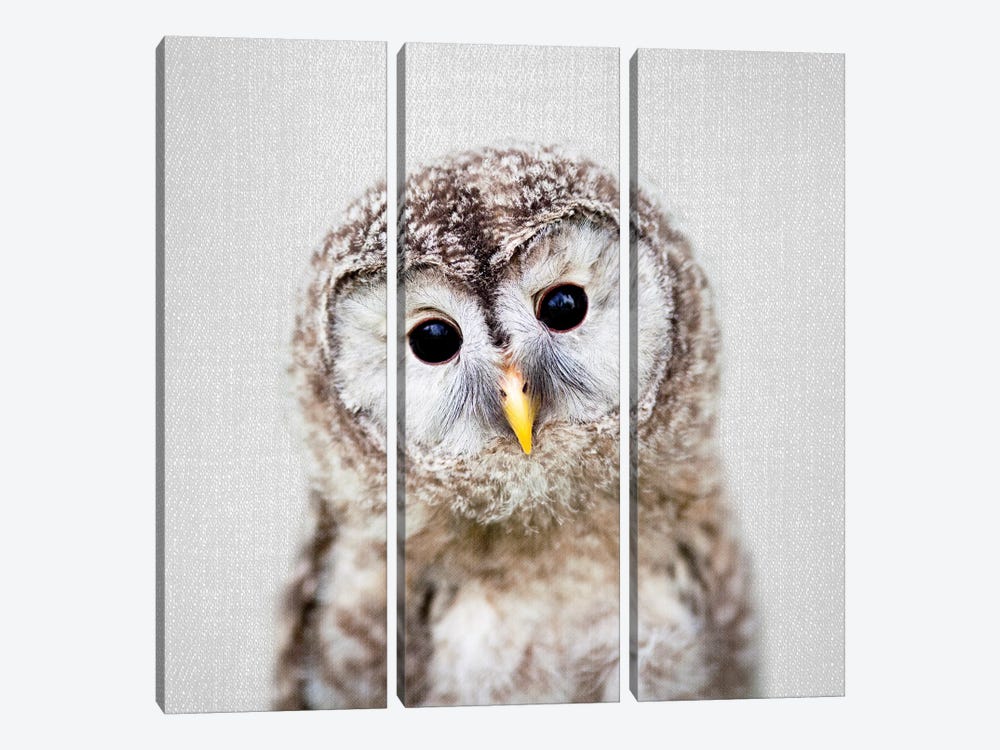 Baby Owl by Gal Design 3-piece Canvas Print