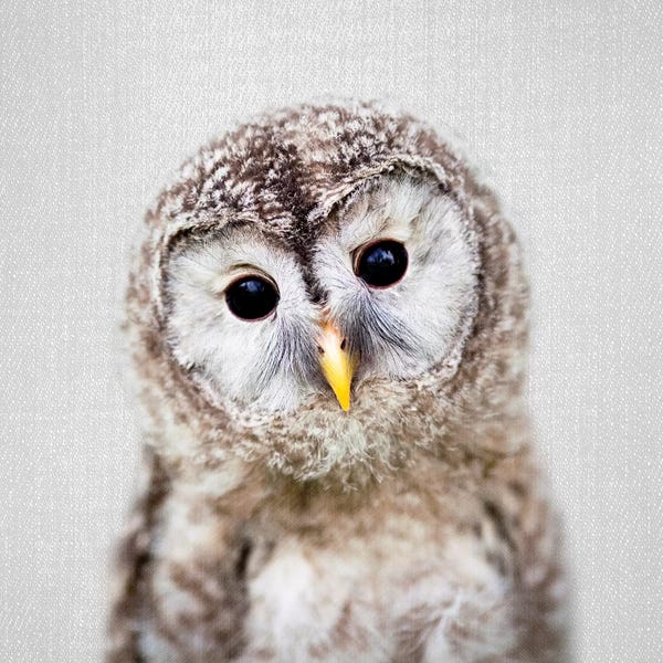 Baby Animals: Baby Owl by Gal Design