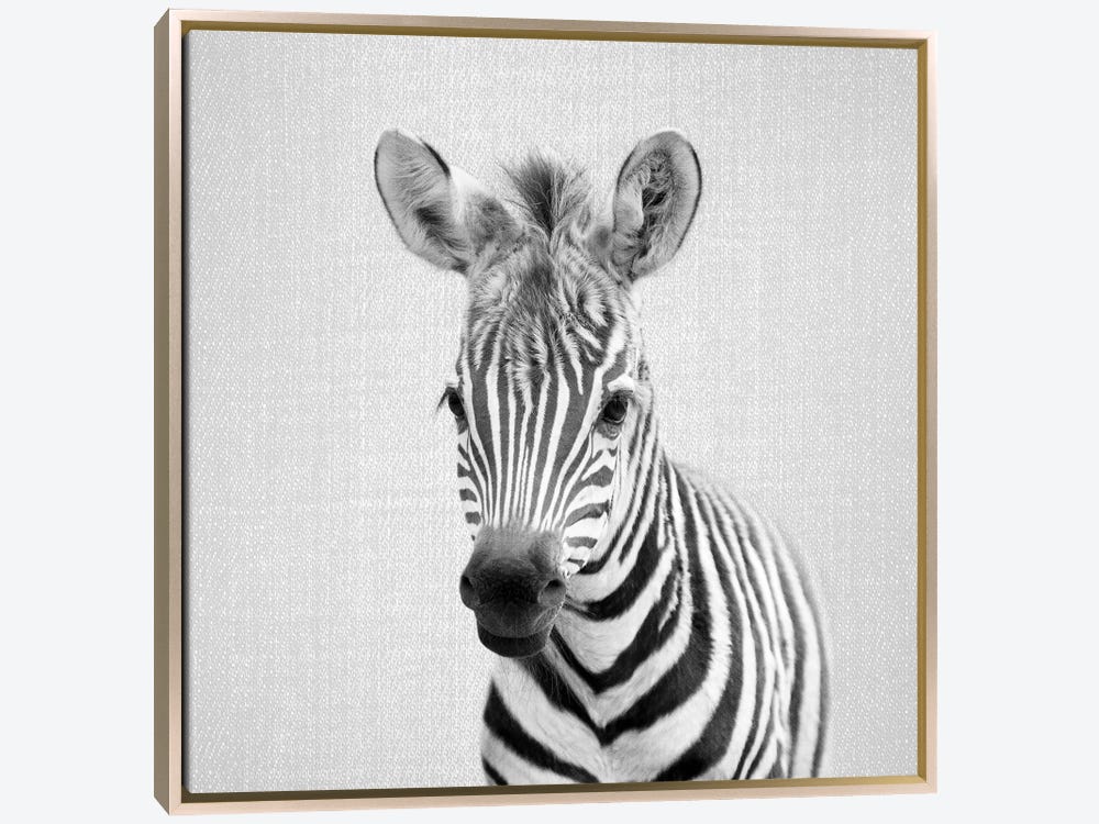 Baby Zebra In Black & White Canvas Artwork by Gal Design