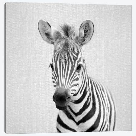 Baby Zebra In Black & White Canvas Print #GAD11} by Gal Design Canvas Print