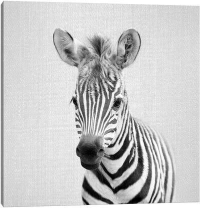 Baby Zebra In Black & White Canvas Art Print - Zebra Art