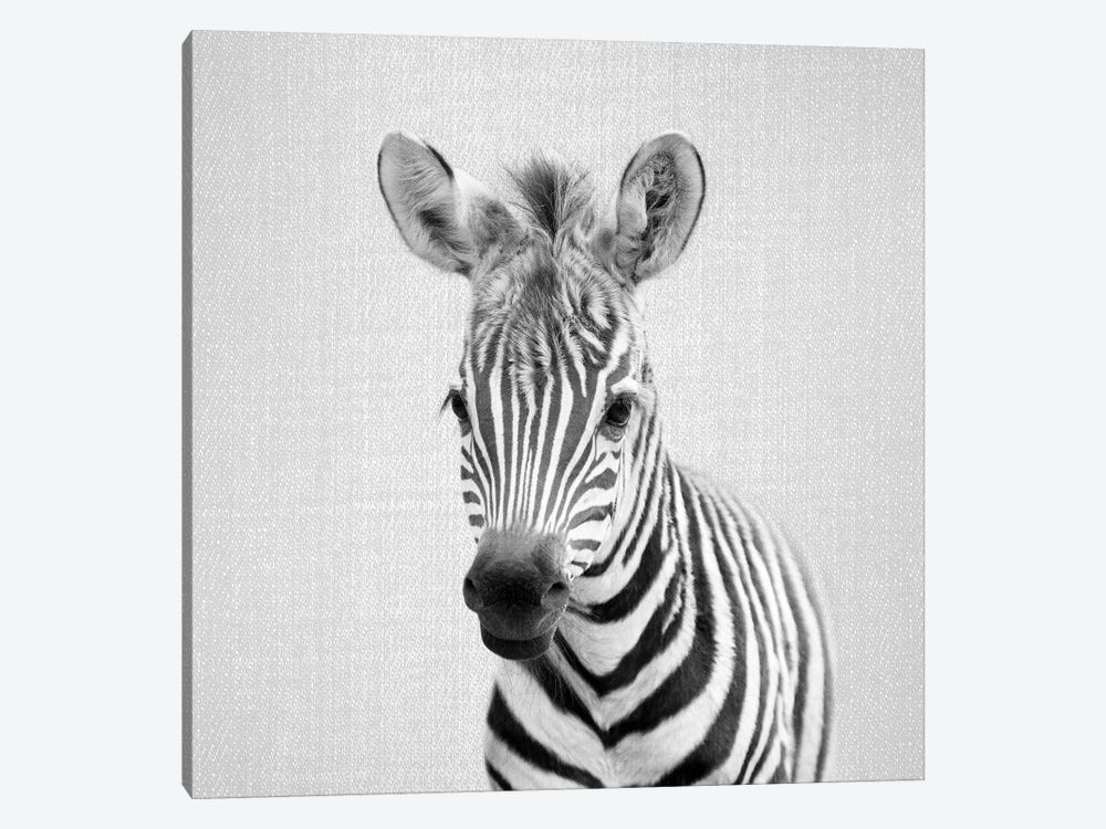 Baby Zebra In Black & White by Gal Design 1-piece Canvas Wall Art