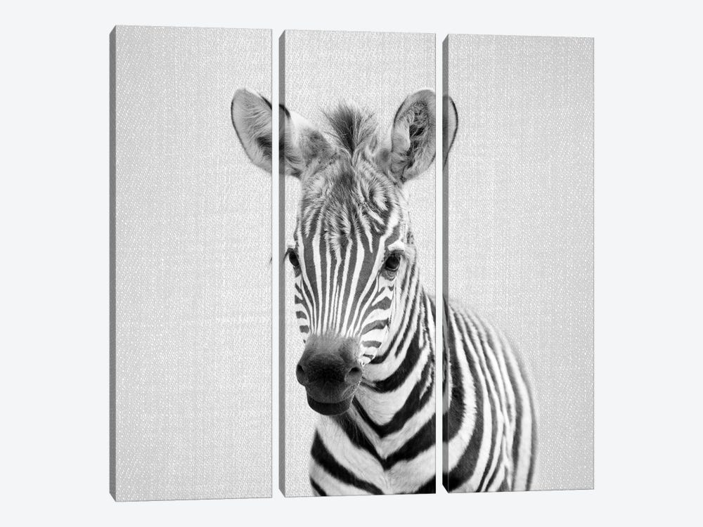 Baby Zebra In Black & White by Gal Design 3-piece Canvas Art
