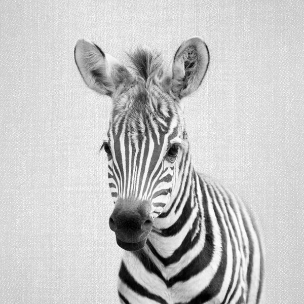 Zebras: Baby Zebra In Black & White by Gal Design