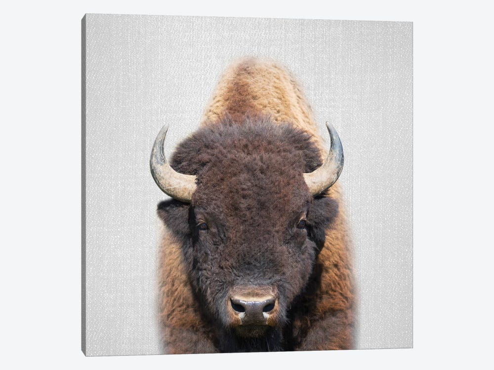 Buffalo by Gal Design 1-piece Canvas Wall Art