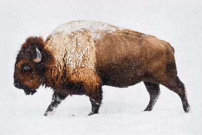 Buffalo In The Snow Canvas Art By Gal Design ICanvas   GAD16