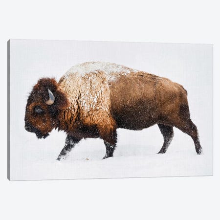 Buffalo In The Snow Canvas Print #GAD16} by Gal Design Canvas Art