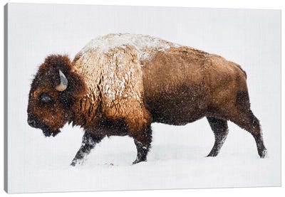 Buffalo In The Snow Canvas Art Print - Nursery Room Art