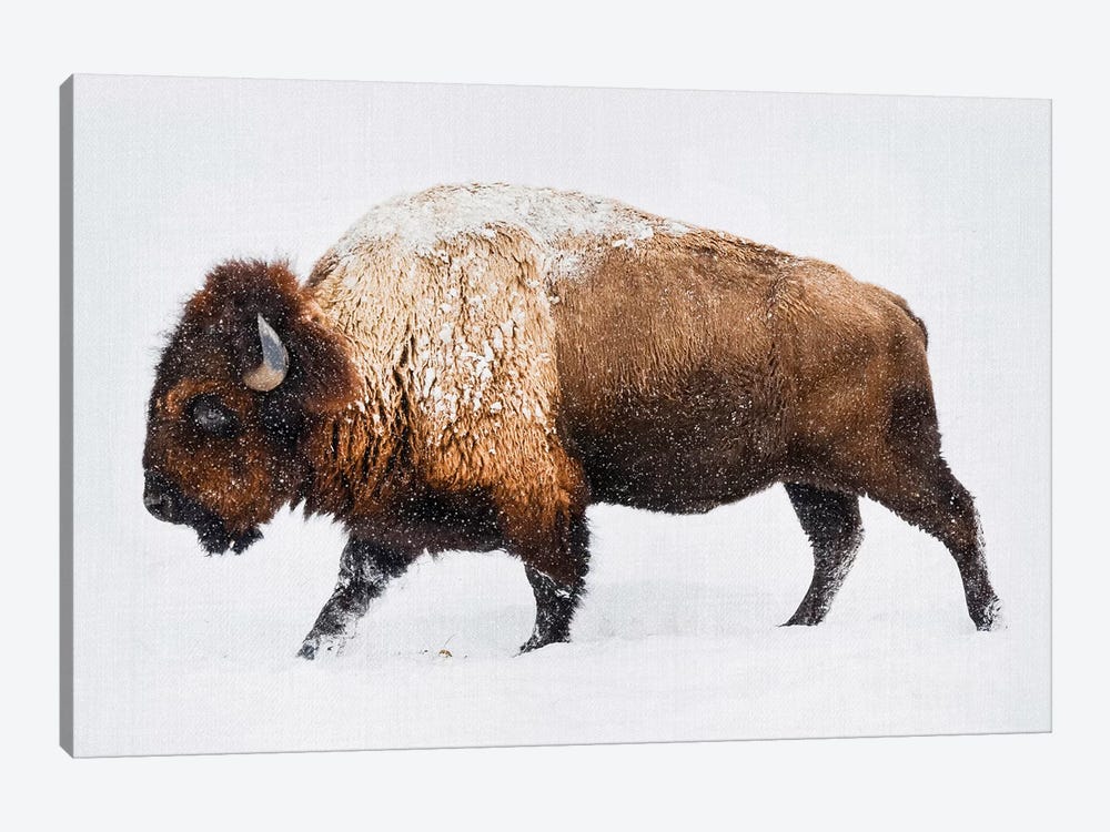 Buffalo In The Snow by Gal Design 1-piece Canvas Print