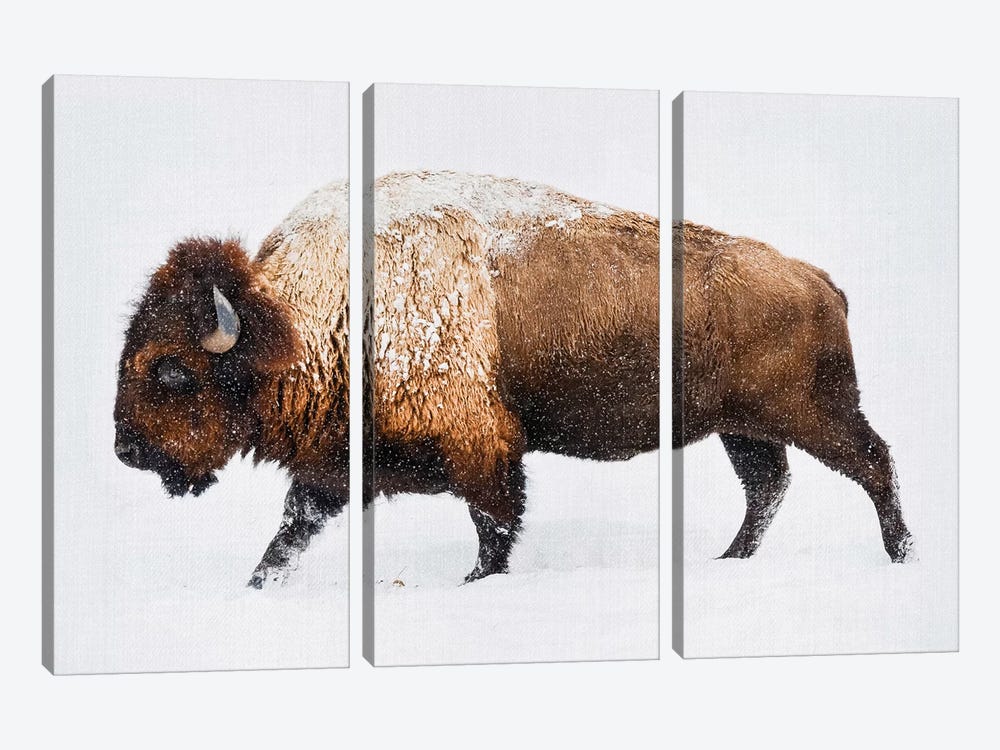 Buffalo In The Snow by Gal Design 3-piece Art Print