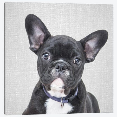 Bulldog Puppy Canvas Print #GAD17} by Gal Design Canvas Art