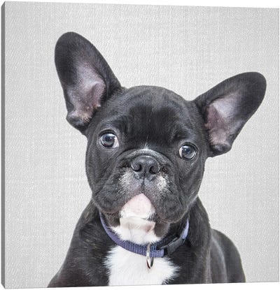 Bulldog Puppy Canvas Art Print - Gal Design