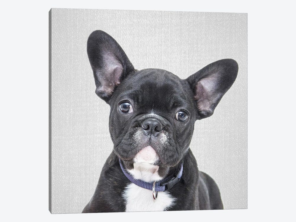 Bulldog Puppy by Gal Design 1-piece Canvas Artwork