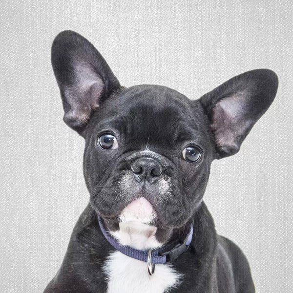 French Bulldogs: Bulldog Puppy by Gal Design