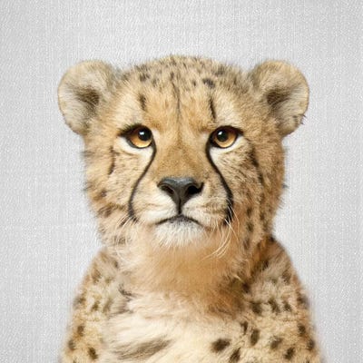 Cheetah by Gal Design canvas print
