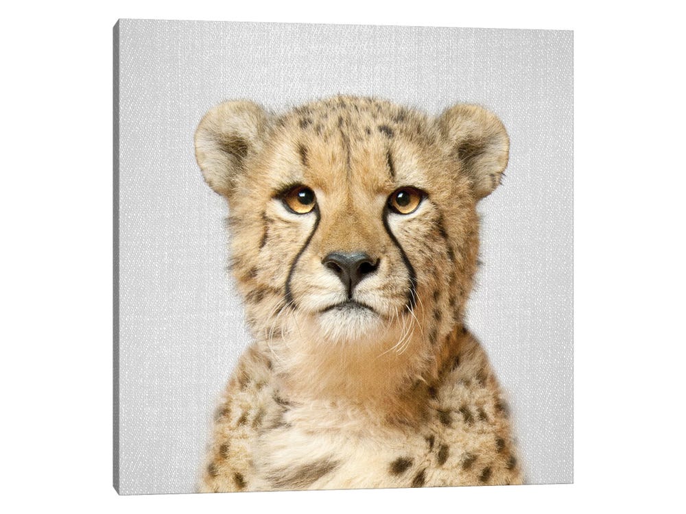 Cheetah Canvas Wall Art by Gal Design